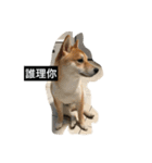 Whisky Shiba（個別スタンプ：4）