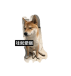 Whisky Shiba（個別スタンプ：5）