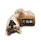 Whisky Shiba（個別スタンプ：7）