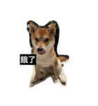 Whisky Shiba（個別スタンプ：8）