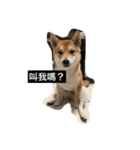 Whisky Shiba（個別スタンプ：9）