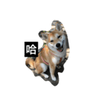 Whisky Shiba（個別スタンプ：11）