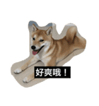 Whisky Shiba（個別スタンプ：12）