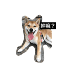 Whisky Shiba（個別スタンプ：13）