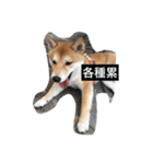 Whisky Shiba（個別スタンプ：17）