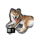 Whisky Shiba（個別スタンプ：18）