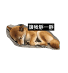 Whisky Shiba（個別スタンプ：21）