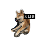 Whisky Shiba（個別スタンプ：24）