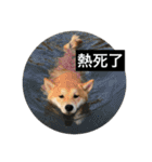 Whisky Shiba（個別スタンプ：26）