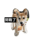 Whisky Shiba（個別スタンプ：27）