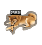 Whisky Shiba（個別スタンプ：28）