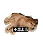 Whisky Shiba（個別スタンプ：29）