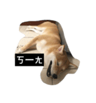 Whisky Shiba（個別スタンプ：30）