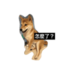 Whisky Shiba（個別スタンプ：31）