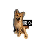 Whisky Shiba（個別スタンプ：32）