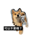 Whisky Shiba（個別スタンプ：33）