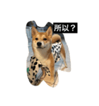 Whisky Shiba（個別スタンプ：34）