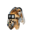 Whisky Shiba（個別スタンプ：35）