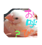 ぴよ 白文鳥 2（個別スタンプ：6）