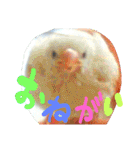 ぴよ 白文鳥 2（個別スタンプ：13）