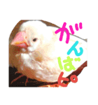 ぴよ 白文鳥 2（個別スタンプ：23）