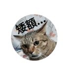 Lee cats（個別スタンプ：20）