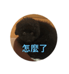 Poodle＆Sister（個別スタンプ：9）