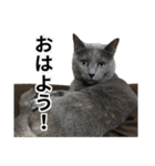 日常的に使える猫(灰色)2（個別スタンプ：1）