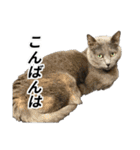 日常的に使える猫(灰色)2（個別スタンプ：3）