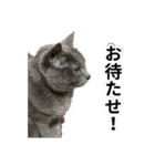 日常的に使える猫(灰色)2（個別スタンプ：5）