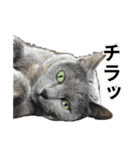日常的に使える猫(灰色)2（個別スタンプ：12）