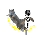 日常的に使える猫(灰色)2（個別スタンプ：19）
