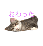 うちのかわいい猫達 ぺろ邸2（個別スタンプ：3）