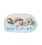 ハリネズミのトゲクリフ 日常（個別スタンプ：13）