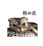 miss cat u（個別スタンプ：23）