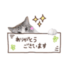 いぬとねこと時々はむ（個別スタンプ：21）