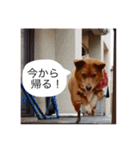 犬と猫 うりにゃんぺ（個別スタンプ：1）