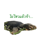 Giant Varanus salvator（個別スタンプ：13）