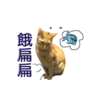 Reiki cat -Some words want to say（個別スタンプ：3）