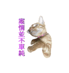 Reiki cat -Some words want to say（個別スタンプ：4）