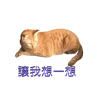 Reiki cat -Some words want to say（個別スタンプ：11）