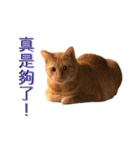 Reiki cat -Some words want to say（個別スタンプ：16）