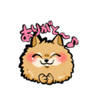 愛犬 ポメラニアンのタルトくん（個別スタンプ：1）