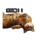 cat test111（個別スタンプ：1）