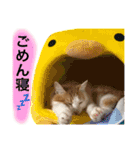 猫写真スタンプ 白茶トラのもんちゃん3（個別スタンプ：8）