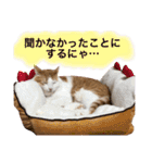 猫写真スタンプ 白茶トラのもんちゃん3（個別スタンプ：13）