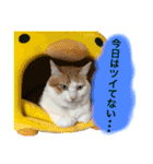 猫写真スタンプ 白茶トラのもんちゃん3（個別スタンプ：15）