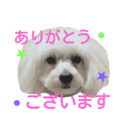 Dog whispers（個別スタンプ：5）