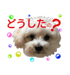 Dog whispers（個別スタンプ：6）