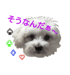 Dog whispers（個別スタンプ：10）